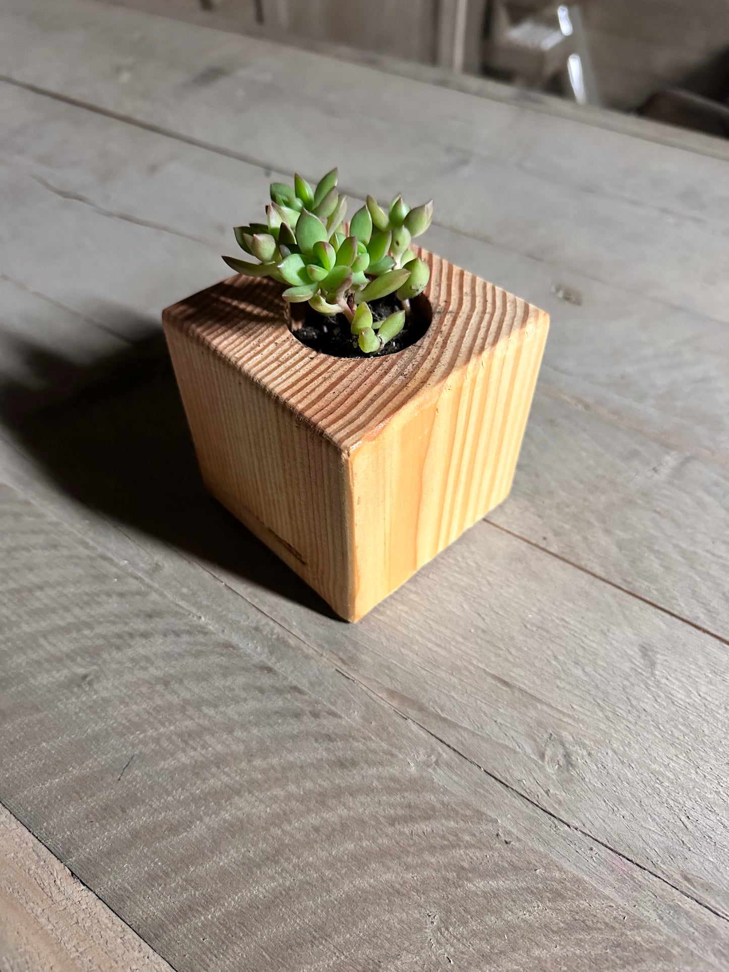Plant/Waxine lichthouder